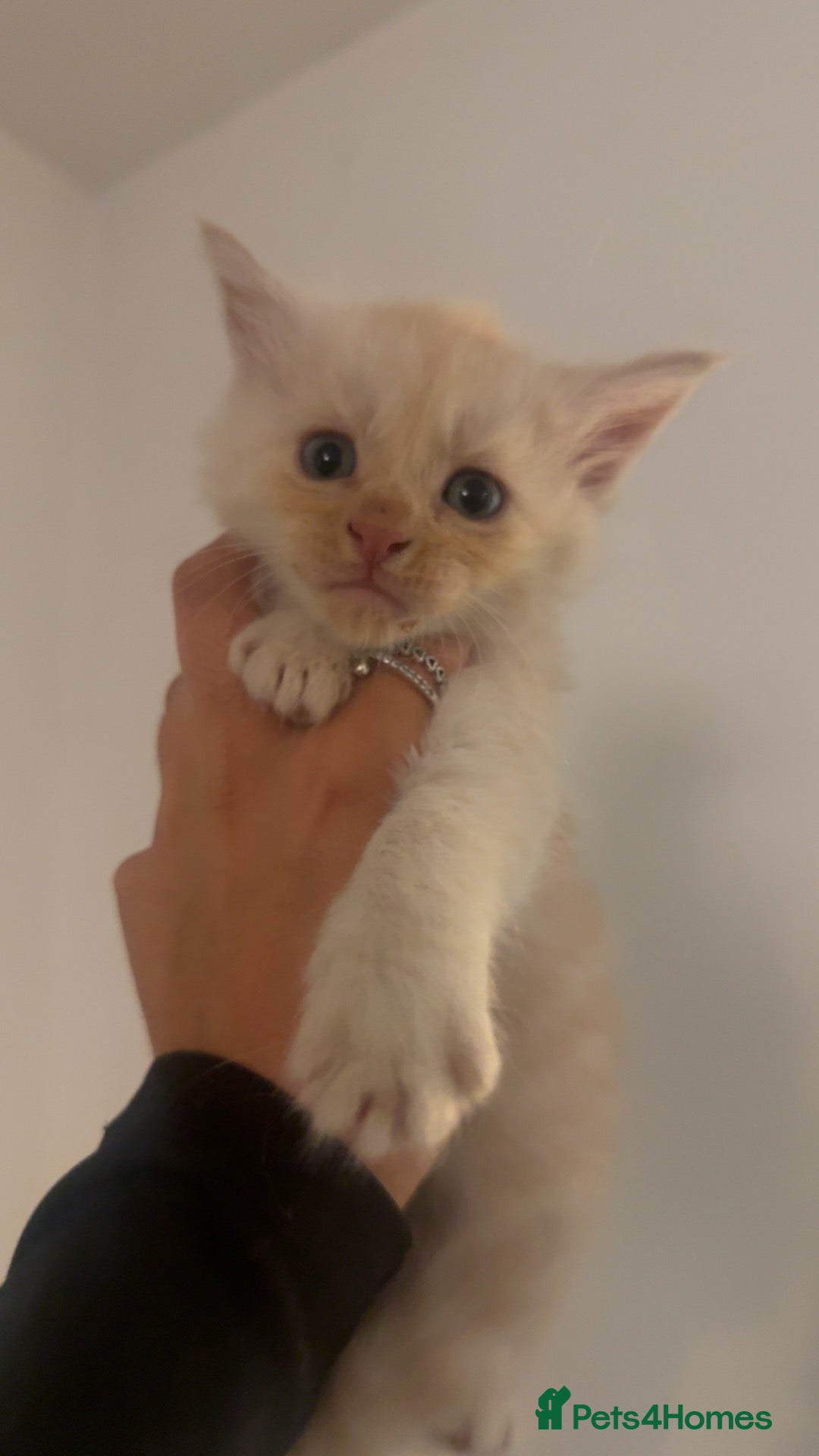 Maine Coon cats Maine coon kittens  - Advert 9