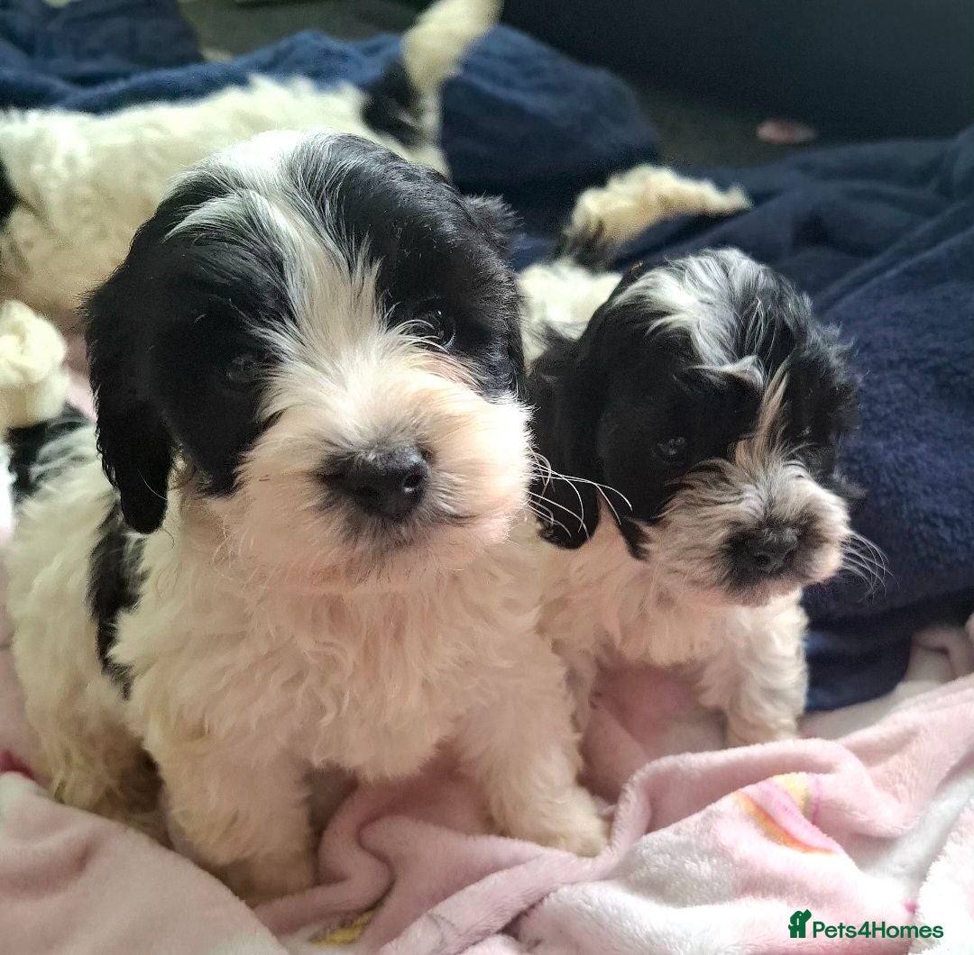 Mixed Breed dogs Cockapoochon - Advert 2