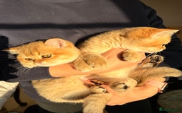 British Shorthair cats for sale: Early BLACK FRIDAY deal available  - Image 1