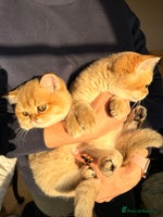 British Shorthair cats - Advert 15