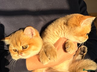 British Shorthair cats - Advert 22