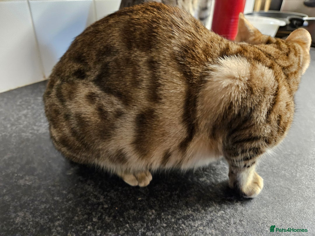 Bengal cats for sale: Silver/ mink bengals kittens  - Advert 41