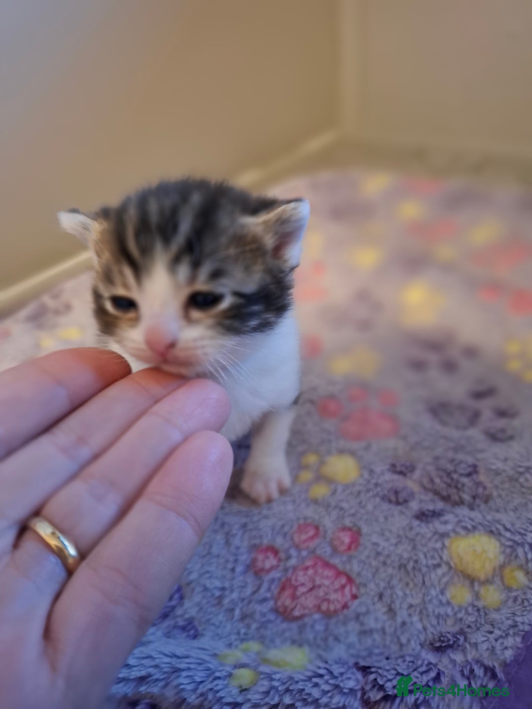 Mixed Breed cats for sale: Single kitten  - Advert 9