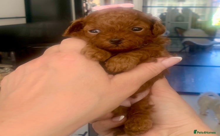 Maltipoo dogs - Advert 1