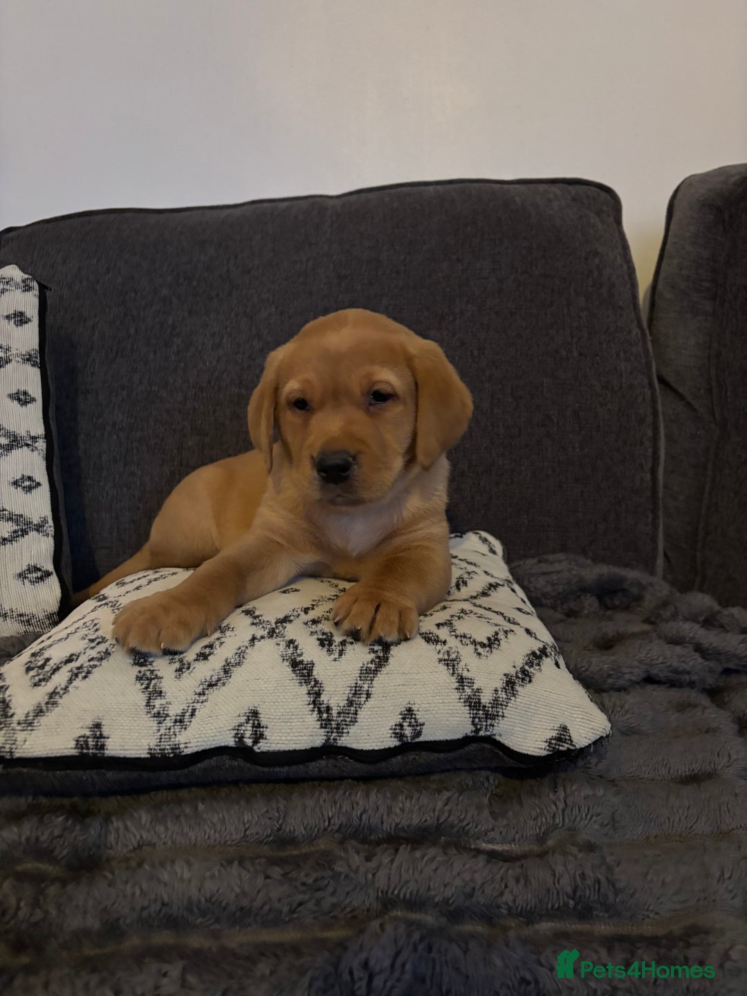 Labrador Retriever dogs for sale: KC registered Labrador retriever pups - Advert 31