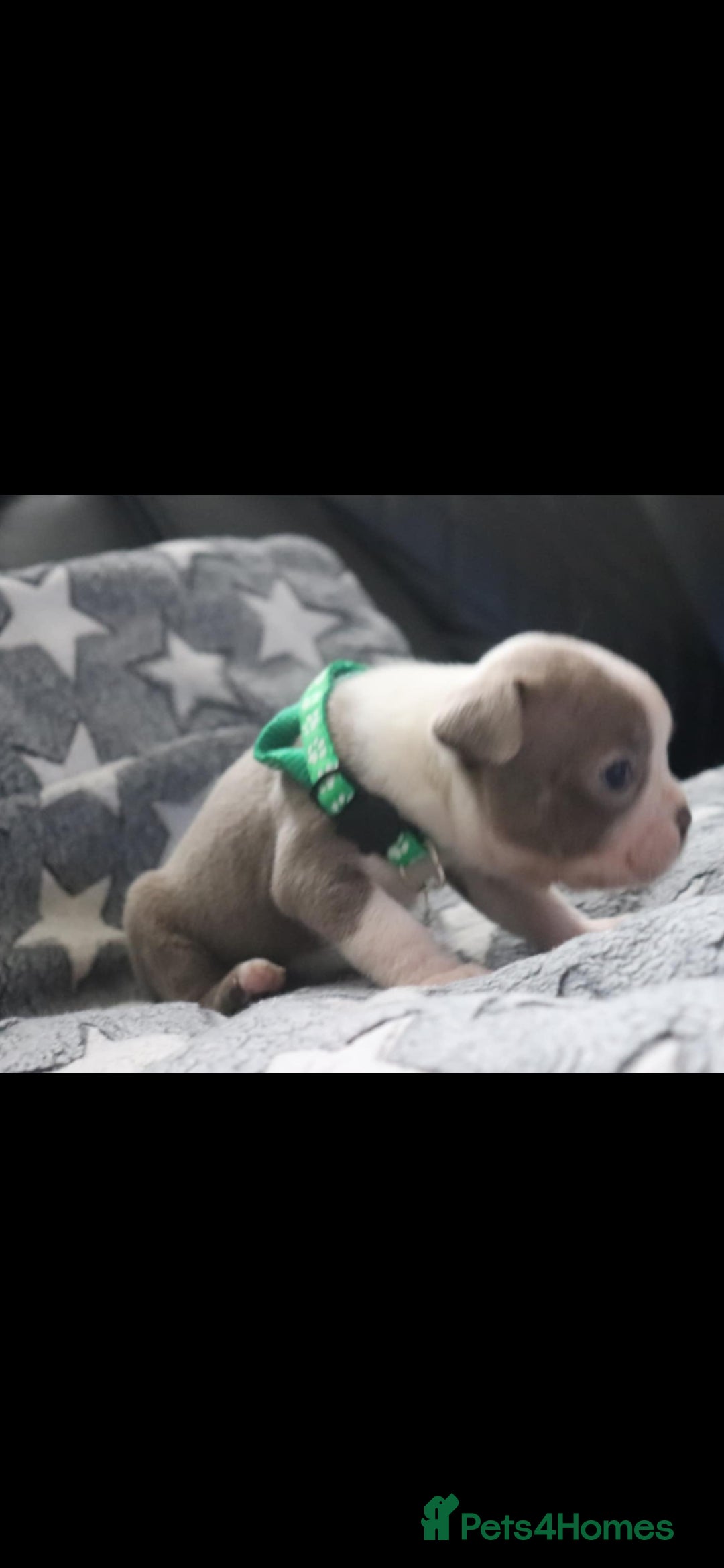 Boston Terrier dogs for sale: Beautiful Boston terrier puppies for sale  - Advert 4