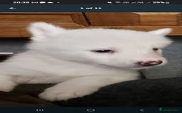 Mixed Breed dogs for sale: Huskita malamutes - Image 7