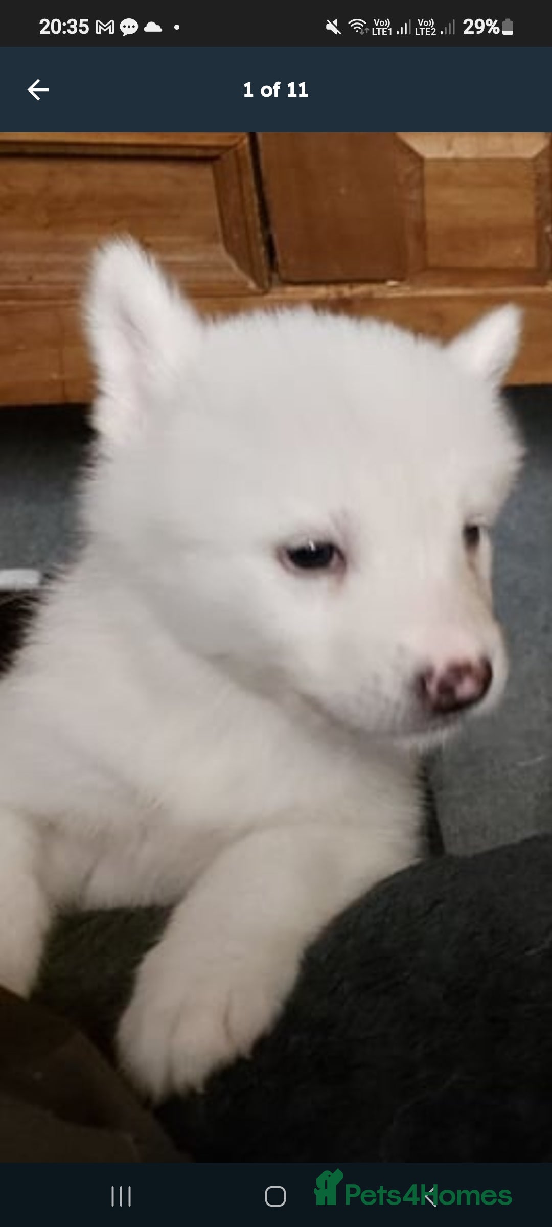 Mixed Breed dogs for sale: Huskita malamutes - Image 7