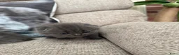 Scottish Fold cats for sale: 😊Tabby Scottish fold  - Advert 20