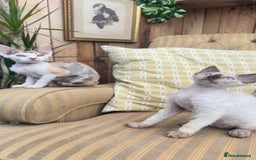 Devon Rex cats for sale: Beautiful GCCF registered girls  - Image 3