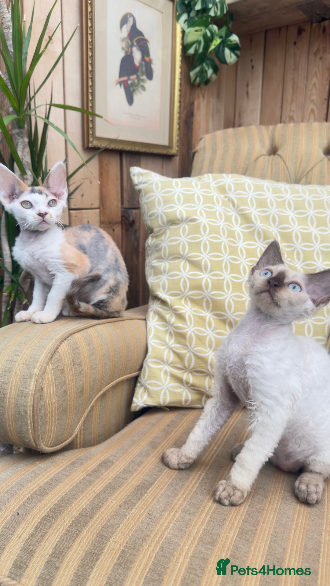 Devon Rex cats for sale: Beautiful GCCF registered girls  - Image 3