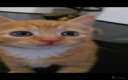 British Shorthair cats for sale: Black and tuxedo baby kittens in Bicester - Image 31