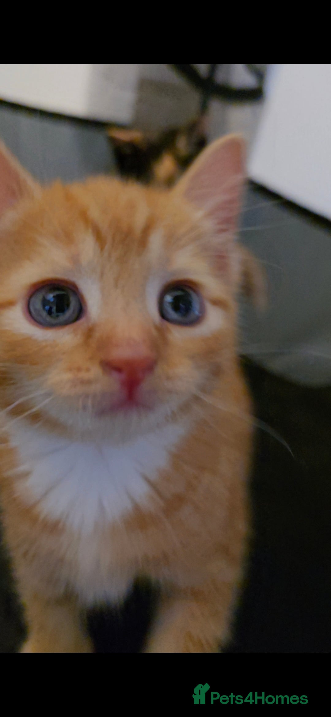 British Shorthair cats for sale: Black and tuxedo baby kittens in Bicester - Image 31