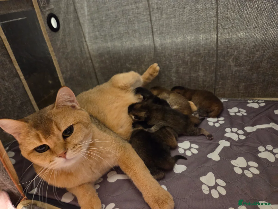 Scottish Fold cats for sale: Scottish Fold Kittens - Advert 5