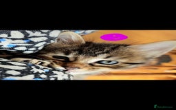 Bengal cats for sale: Elven Bengals - Image 14