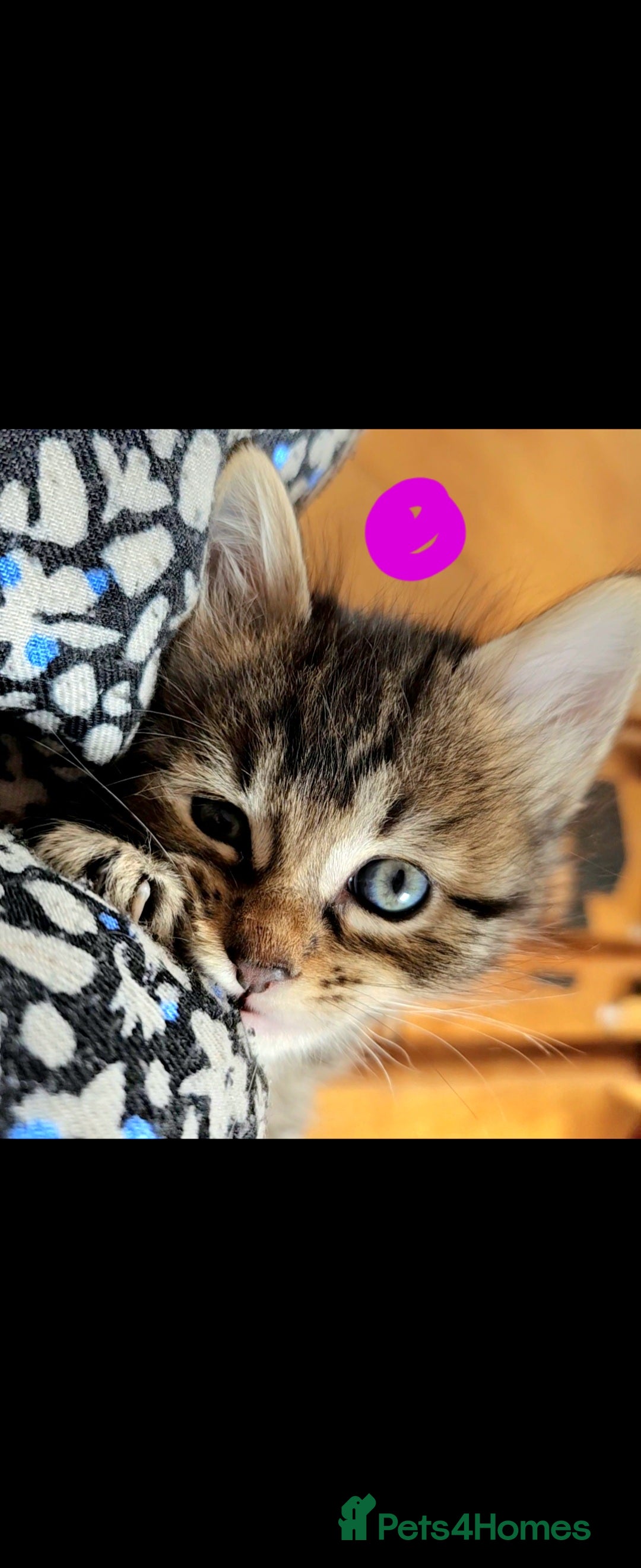 Bengal cats for sale: Elven Bengals - Image 14