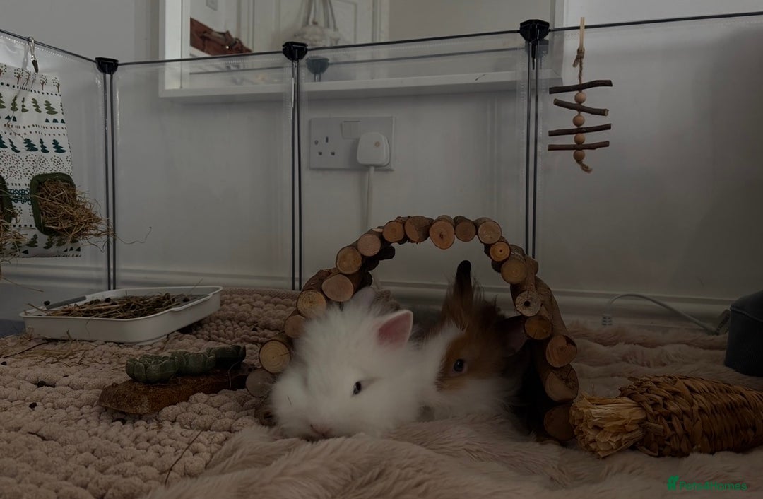 Lionhead rabbits for sale: friendly lionhead rabbits (includes everything)  - Advert 2