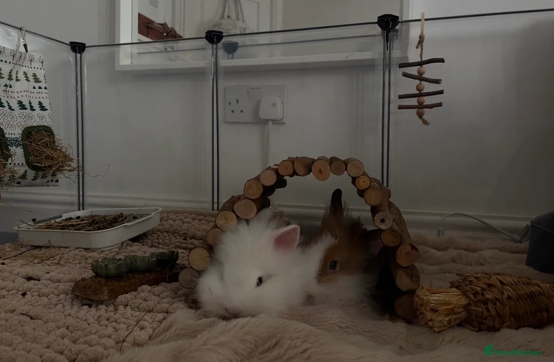 Lionhead rabbits for sale: friendly lionhead rabbits (includes everything)  - Advert 2