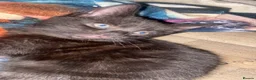 Mixed Breed cats for sale: 1 black male kitten  - Advert 5
