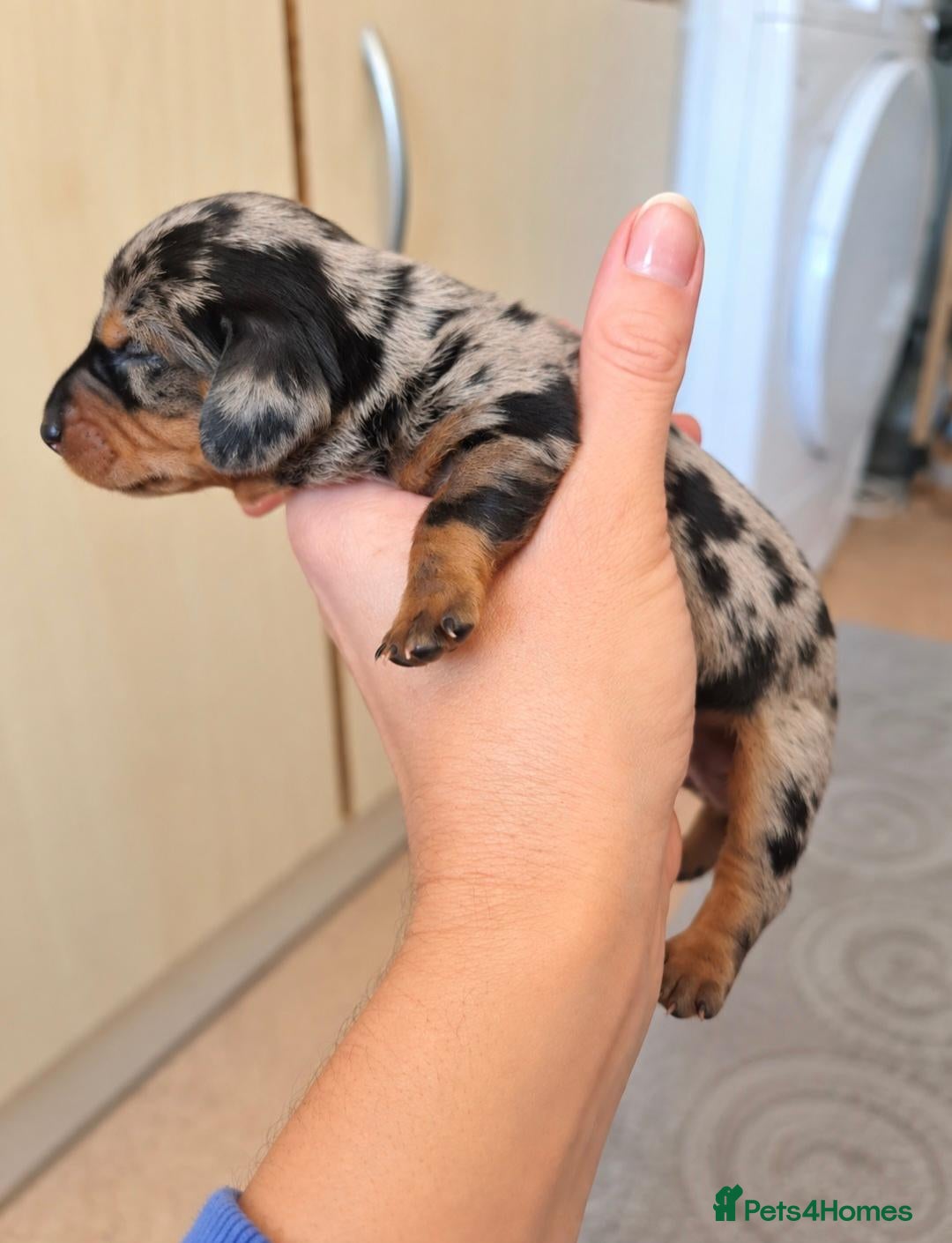 Dachshund dogs for sale: Stunning Dapple & Black Tan Dachshund Puppies - Advert 5