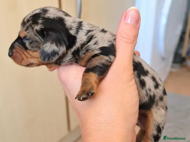Dachshund dogs for sale: Stunning Dapple & Black Tan Dachshund Puppies - Advert 1