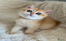 British Shorthair cats for sale: 🔥Exceptional GCCF pedigree golden BSH - Image 6