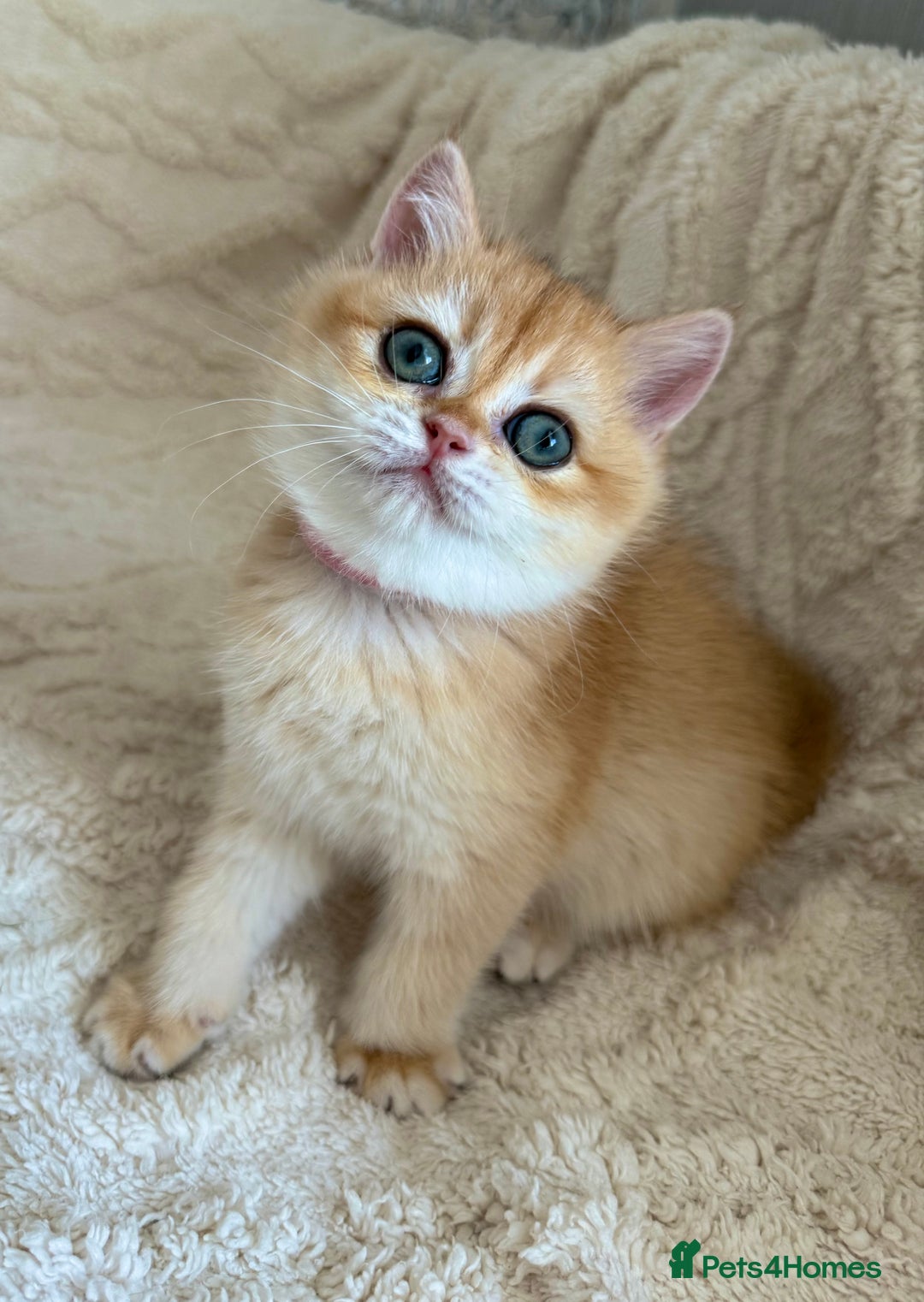 British Shorthair cats for sale: 🔥Exceptional GCCF pedigree golden BSH - Image 6