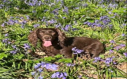 Cocker Spaniel dogs for sale: K.C. Well bred chocolate working cocker spaniels - Image 18
