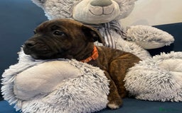 Staffordshire Bull Terrier dogs for sale: 🏅🏆 CHAMPION PLAY BOY STAFFY PUP LAST BOY!! - Image 10