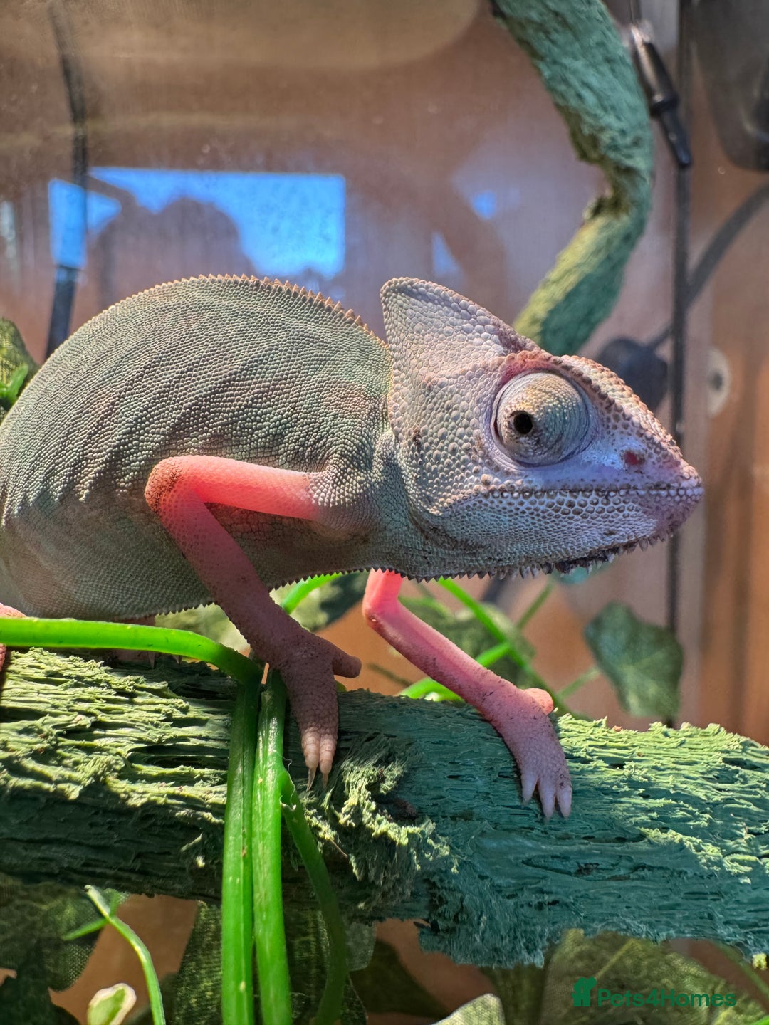 Chameleon reptiles for sale: Pied Yemen Chameleon  - Advert 1