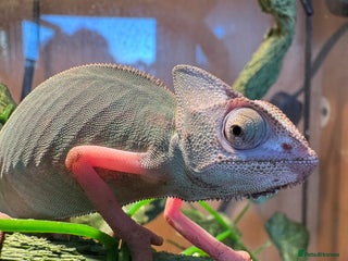 Chameleon reptiles Pied Yemen Chameleon - Advert 2