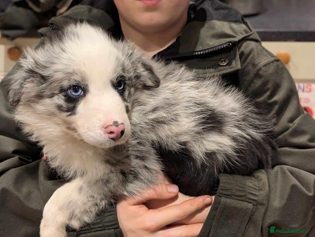 Border Collie dogs for sale: Border collie puppies merl and black/white - Advert 7