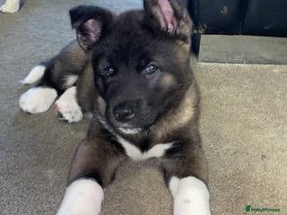 Akita dogs Beautiful American Akita Puppies 9 Boys 3 Females - Advert 9