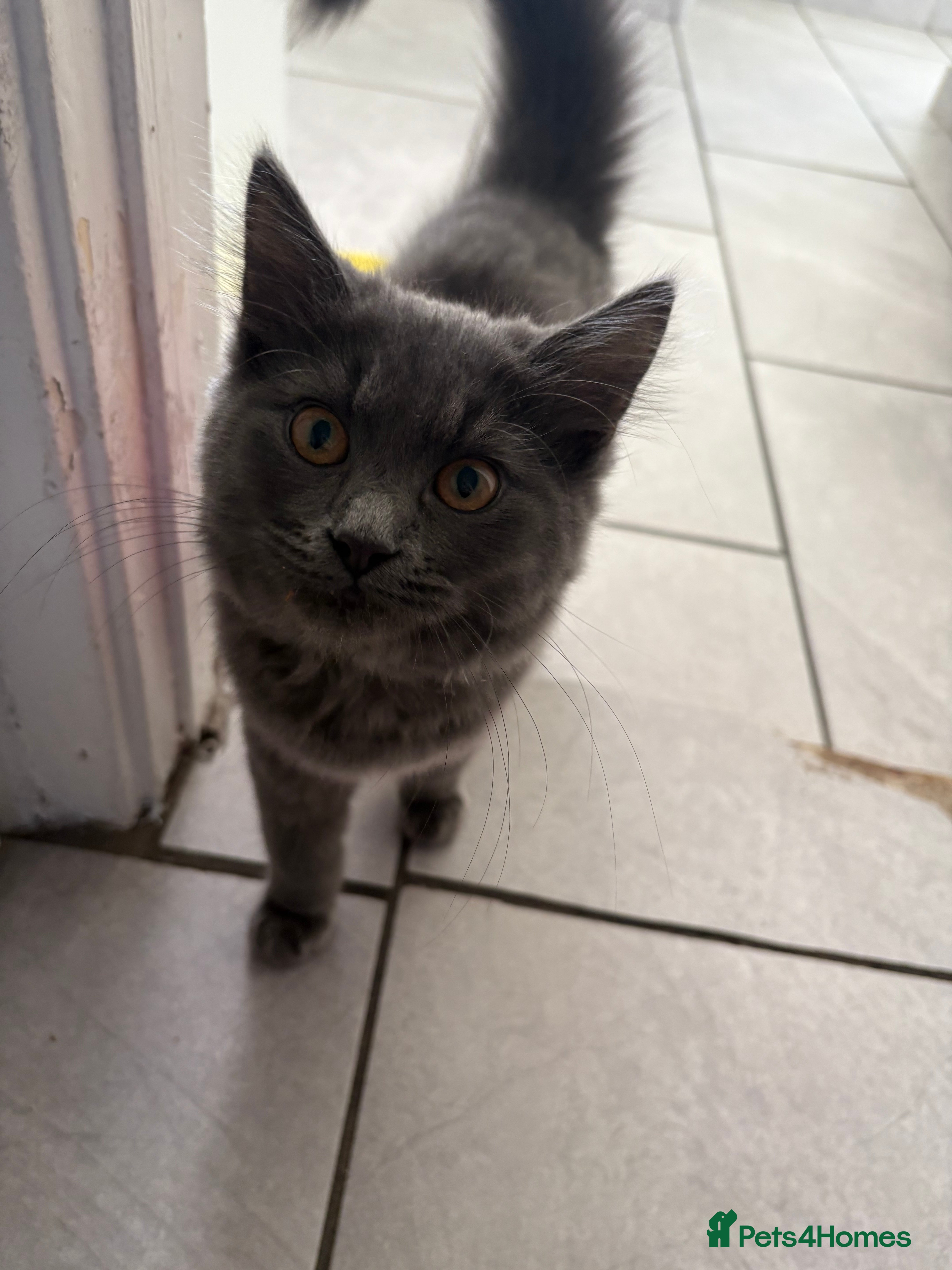 British Shorthair cats RESERVED Pale grey female kitten  - Advert 14
