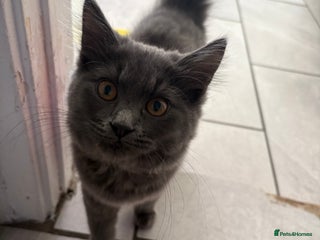 British Shorthair cats Pale grey female kitten - Advert 1