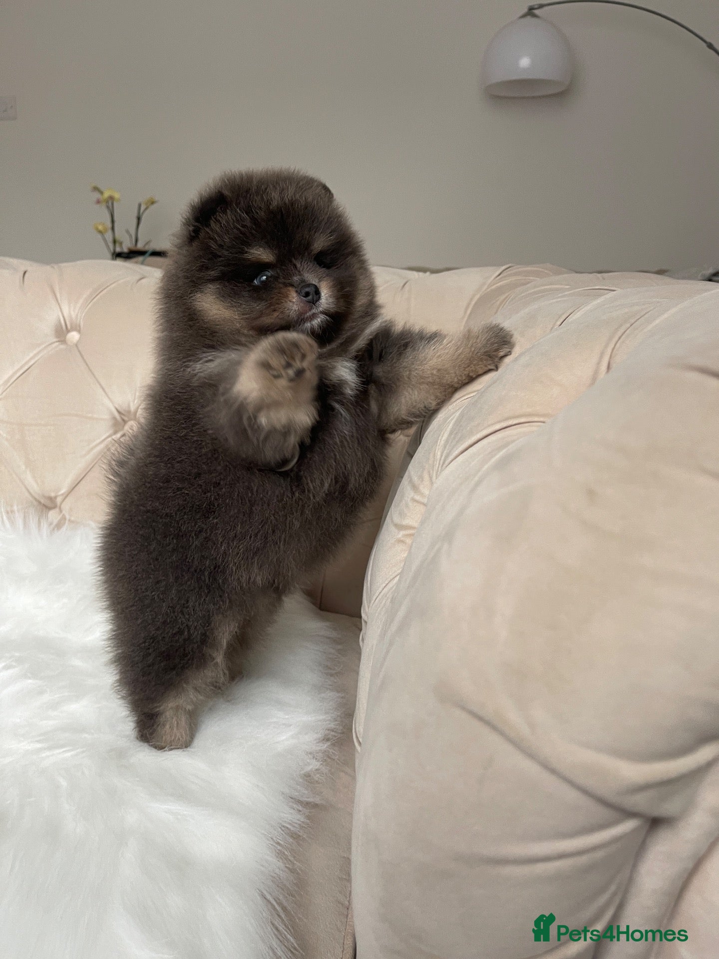 Pomeranian dogs 🐾 RESERVATIONS NOW OPEN 🐾 - Advert 9