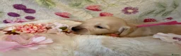 Miniature Dachshund dogs for sale: Cream long haired miniature dachshund puppies  - Advert 27