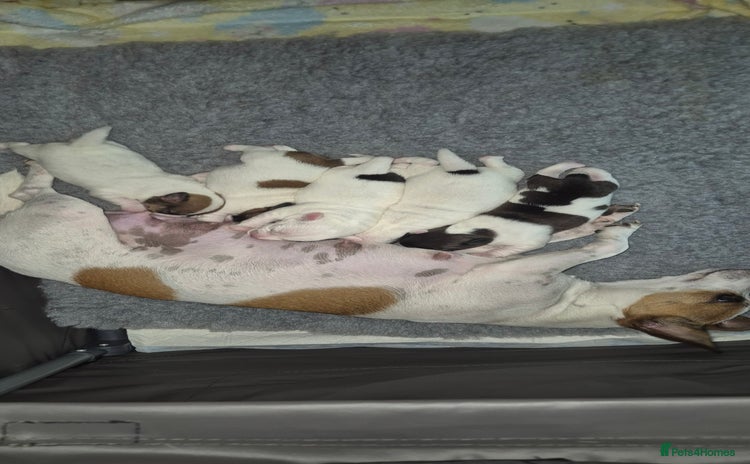 Jack Russell dogs - Advert 14
