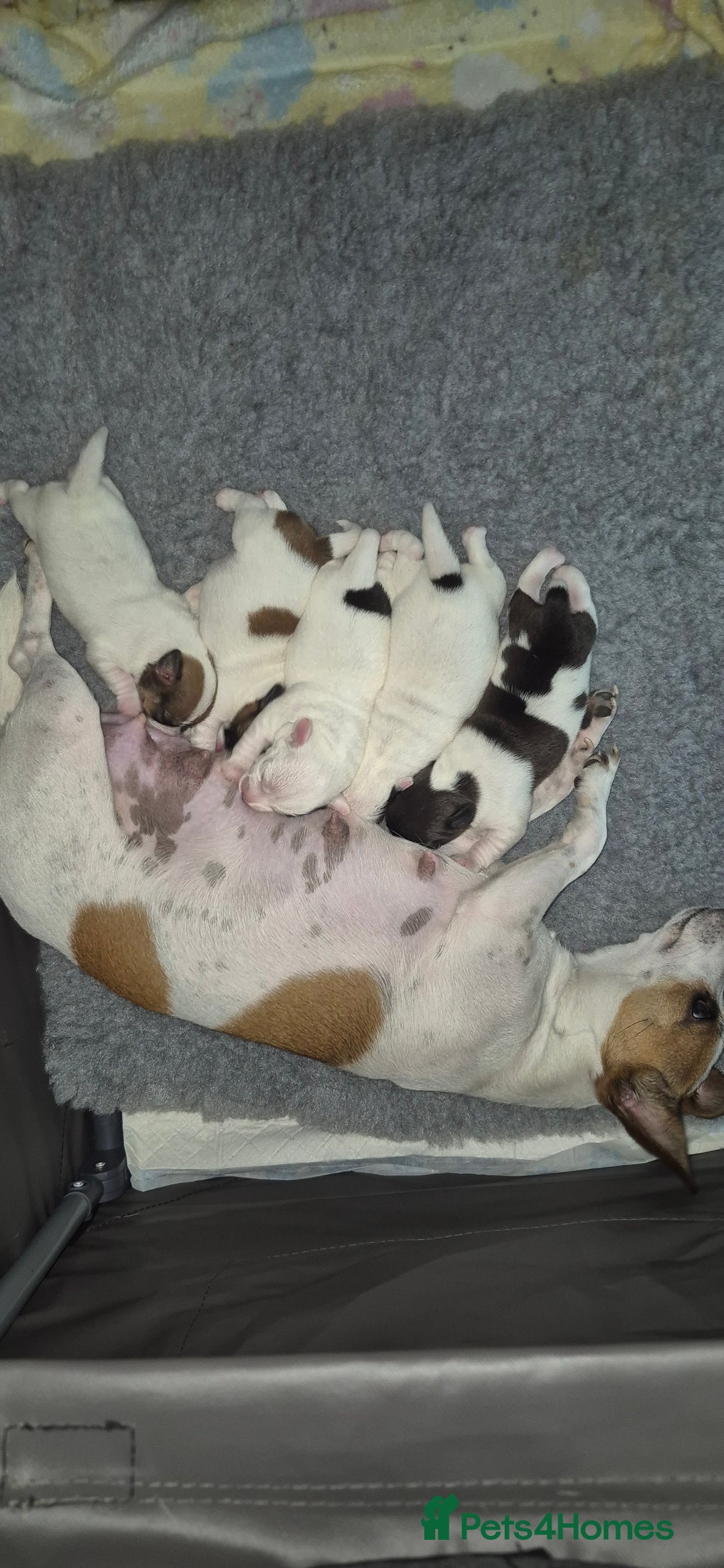 Jack Russell dogs for sale: Beautiful. Jack Russell puppies for sale - Image 1