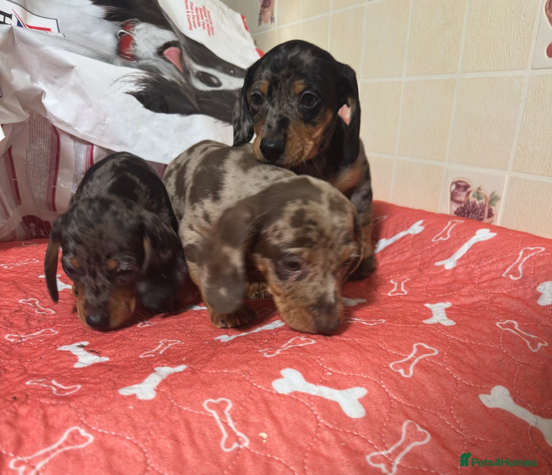 Dachshund dogs for sale: Just one girl left. Ready for her new homes - Advert 6