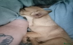 Mixed Breed dogs for sale: French bulldog cross Alsatian - Advert 4