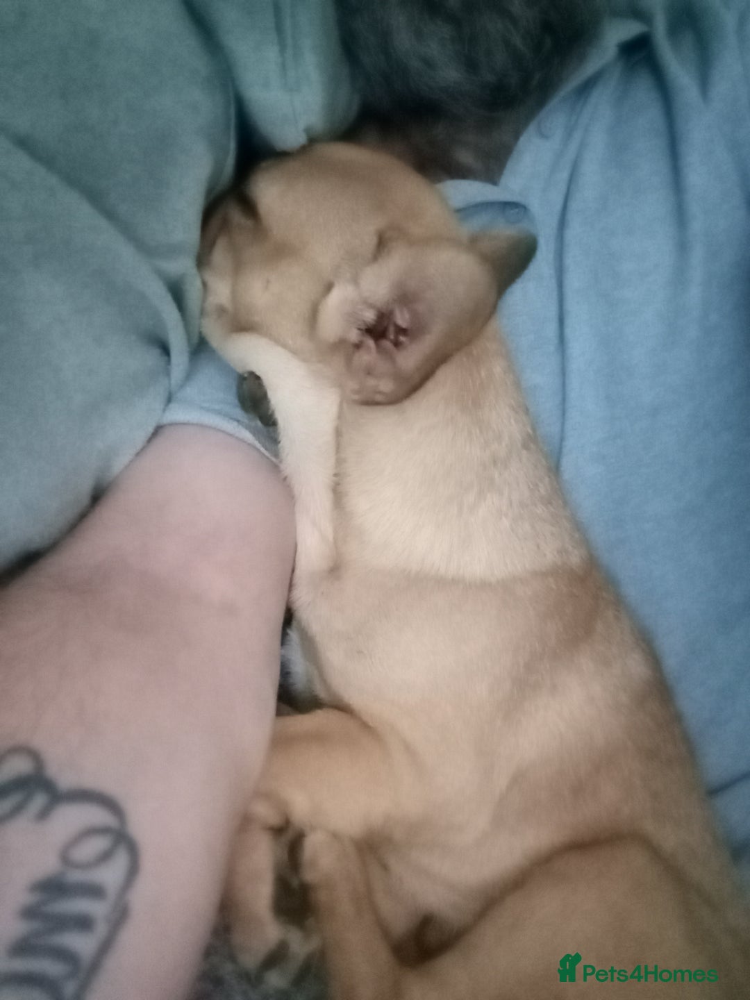 Mixed Breed dogs for sale: French bulldog cross Alsatian - Advert 4