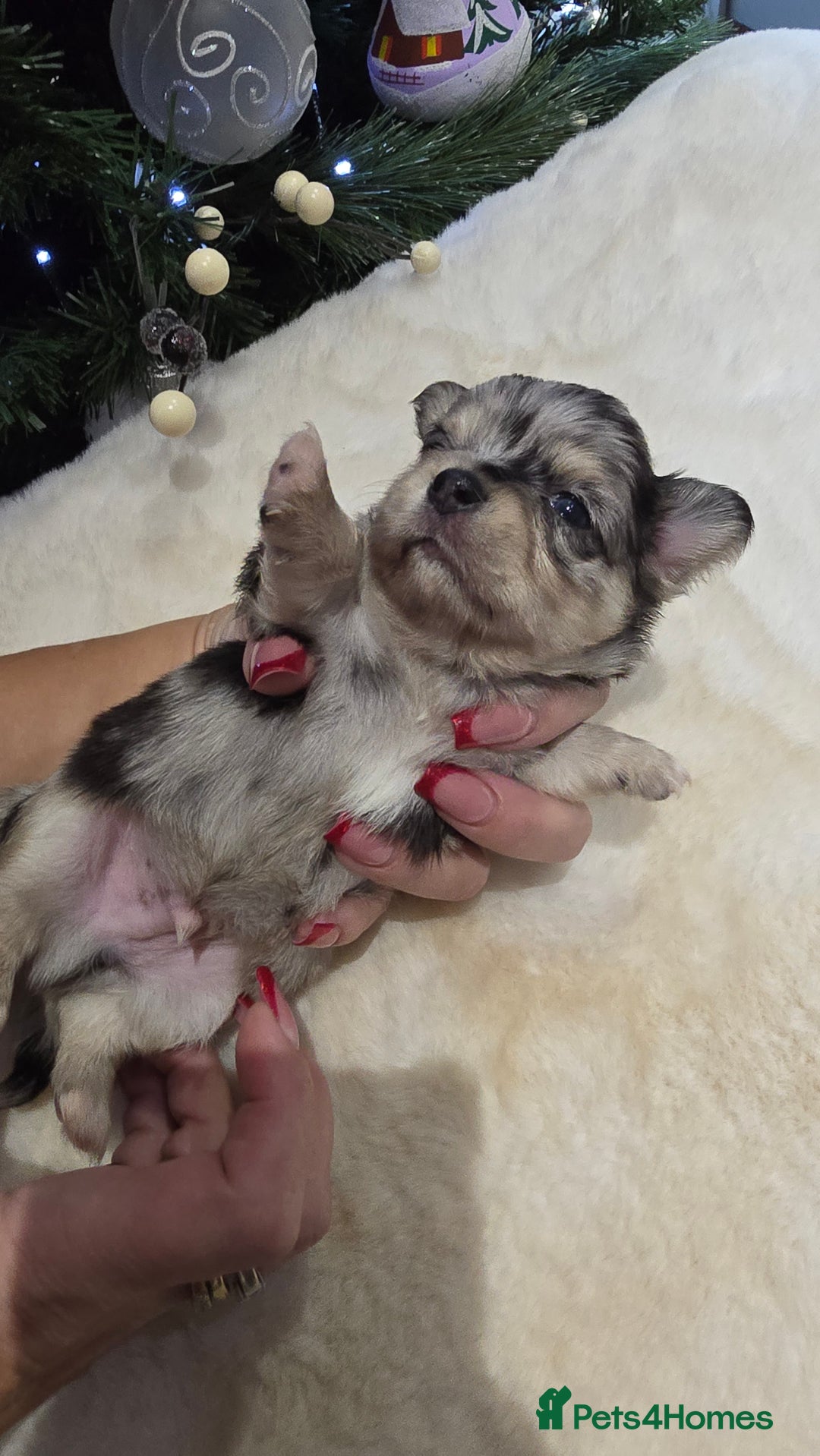 Chihuahua dogs for sale: Chihuahua puppies Russian ancestry with perfect bo - Advert 22