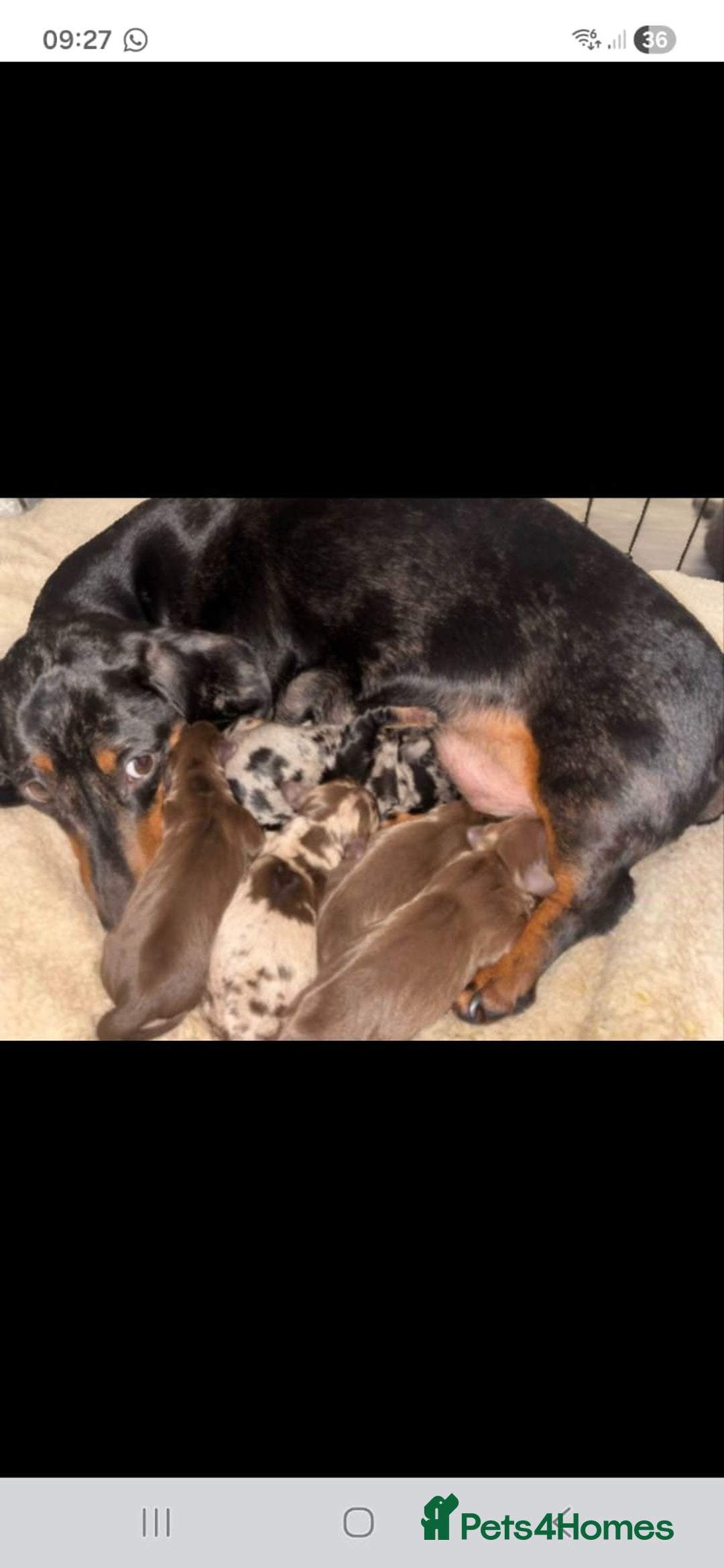 Dachshund dogs for sale: Miniature Dashound  - Advert 4