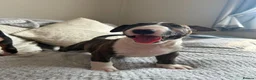 English Bull Terrier dogs for sale: English bull terrier puppies for sale - Advert 14