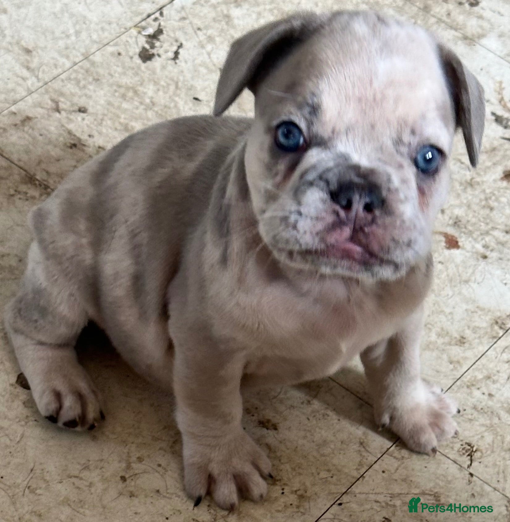 French Bulldog dogs 1. Boy left. Dwkc Registered  - Advert 8