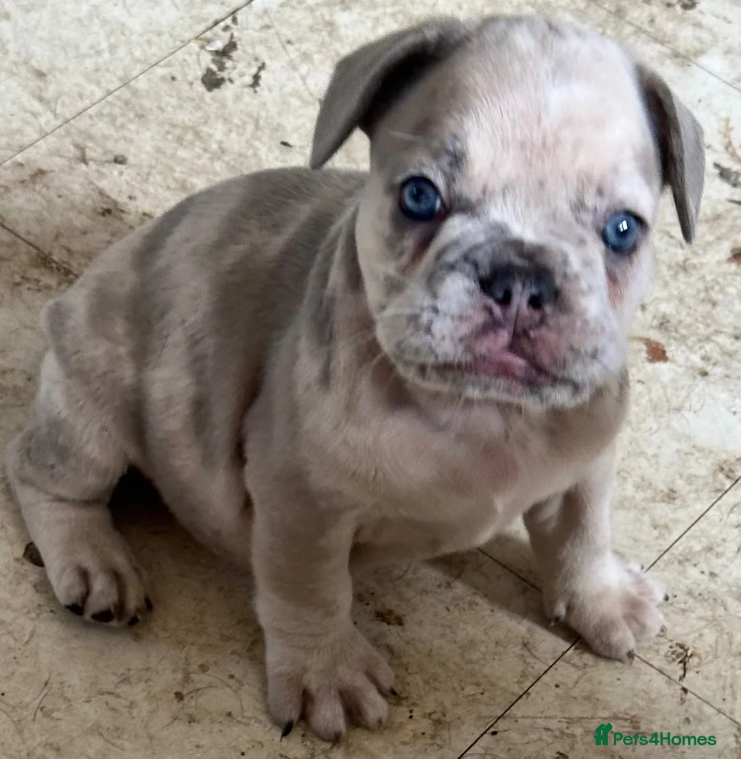 French Bulldog dogs for sale: 1. Boy left. Dwkc Registered  - Advert 1