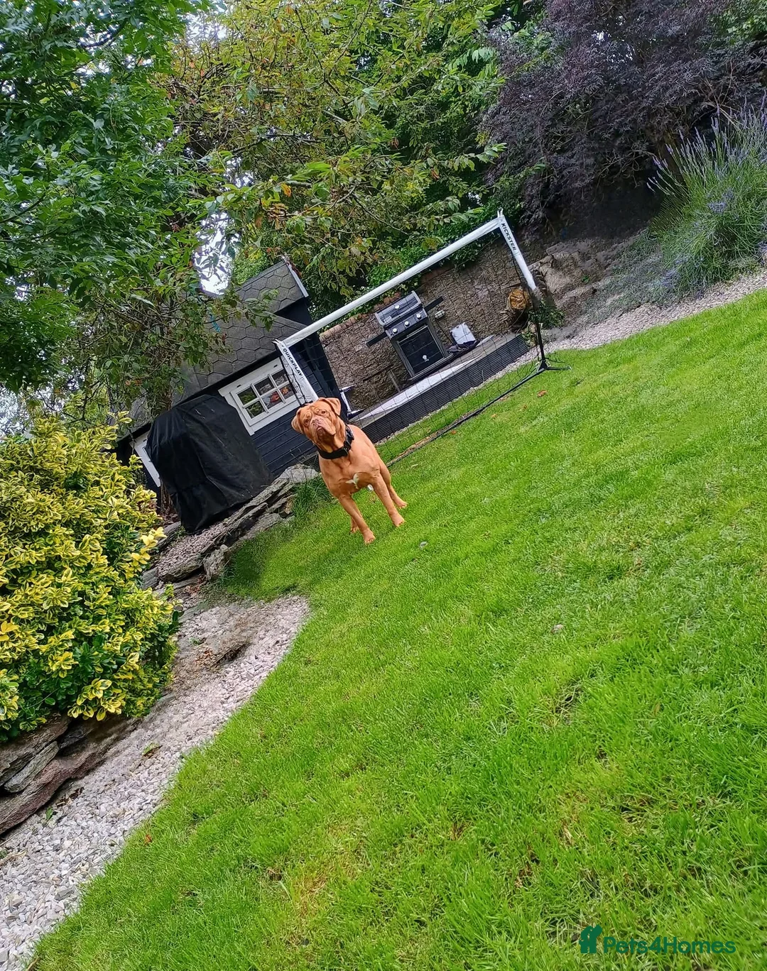 Dogue De Bordeaux dogs for sale: Dogue de Bordeaux - Advert 3