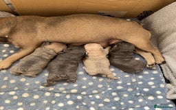 French Bulldog dogs for sale: Adorable French Bulldogs - Image 3