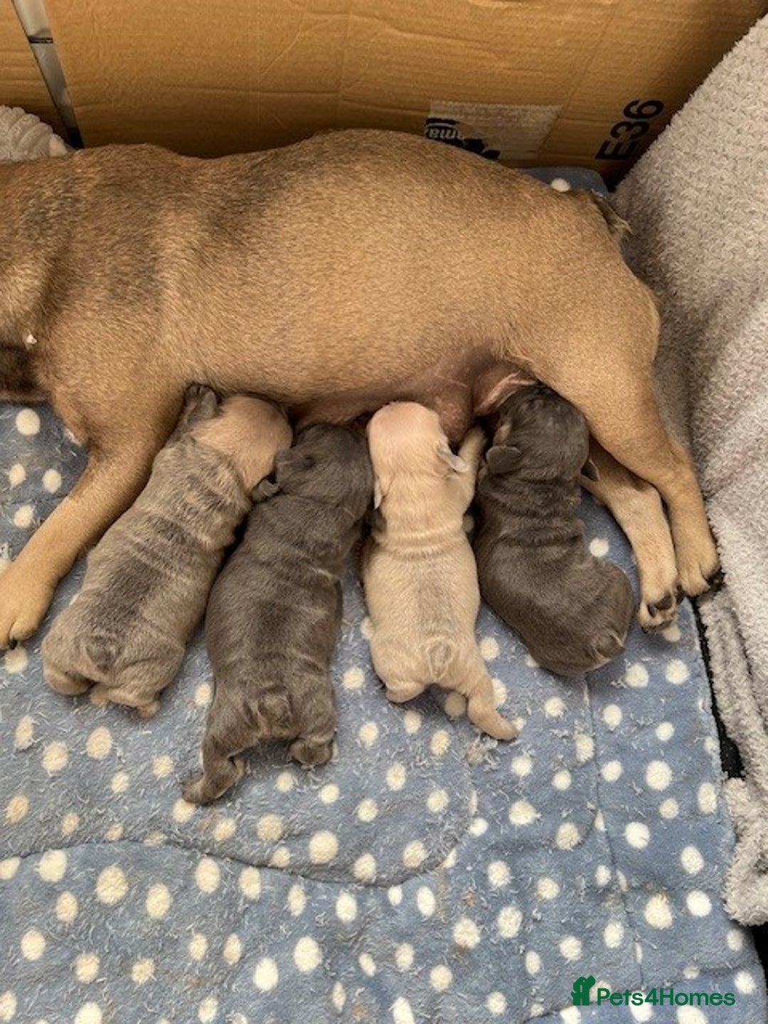French Bulldog dogs for sale: Adorable French Bulldogs - Image 3